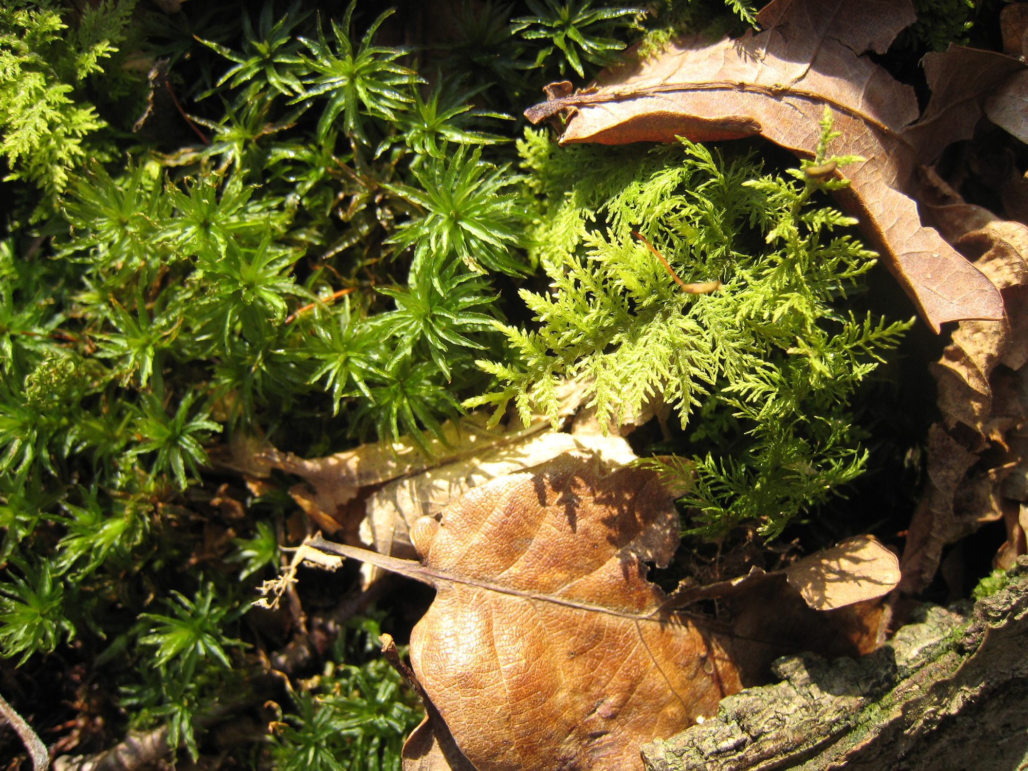 Common woodland floor mosses - British Bryological Society Common woodland floor mosses - British Bryological Society