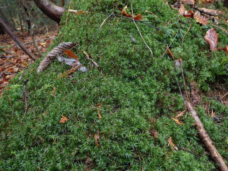 Common woodland floor mosses - British Bryological Society