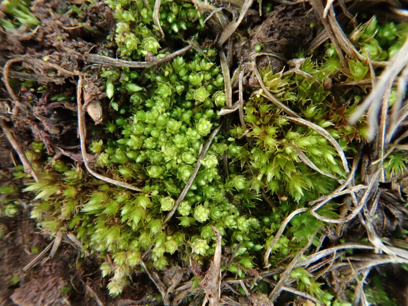 https://www.britishbryologicalsociety.org.uk/learning/species-finder/bryum-argenteum/