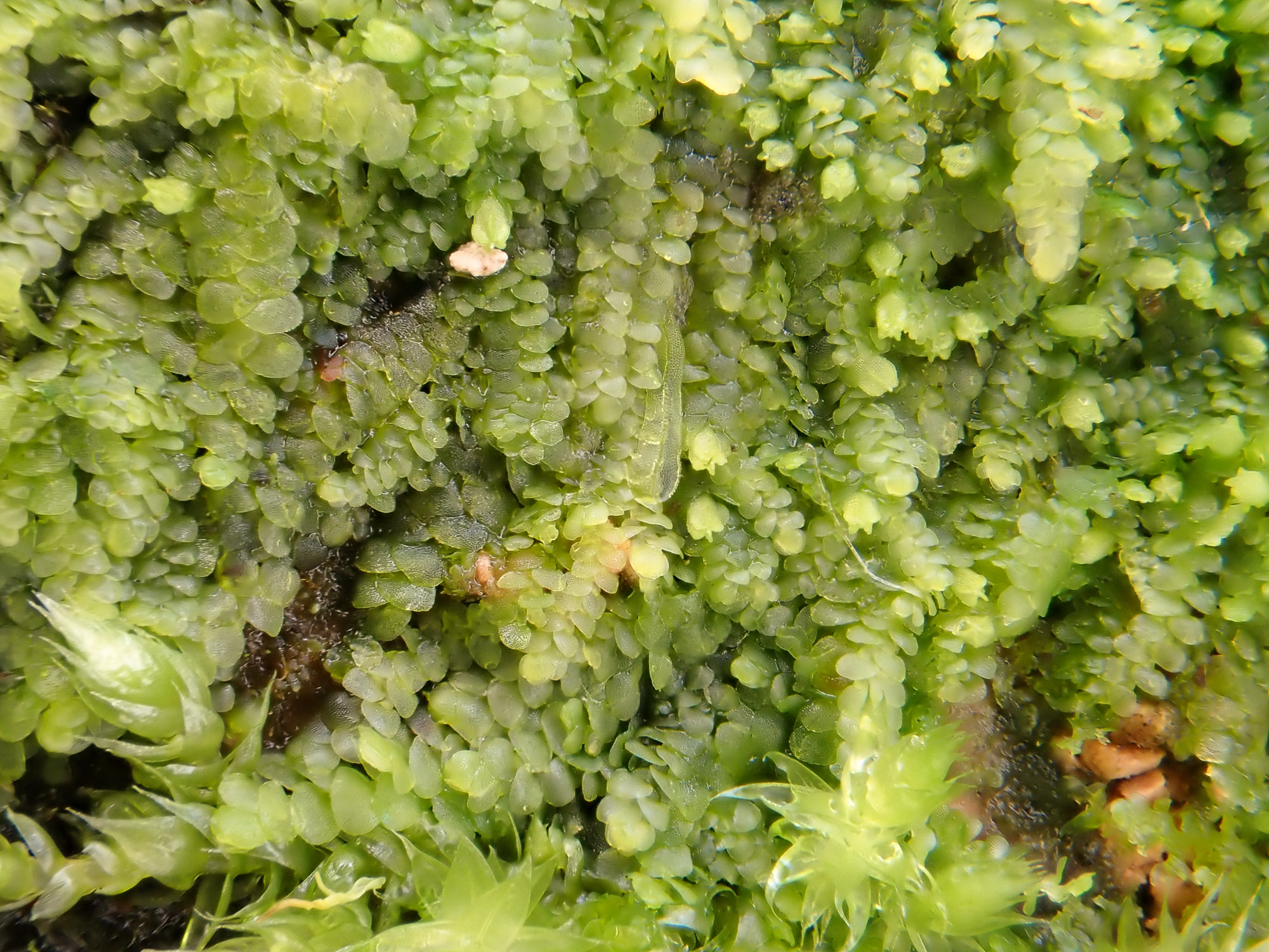 https://www.britishbryologicalsociety.org.uk/learning/species-finder/lejeunea-cavifolia/