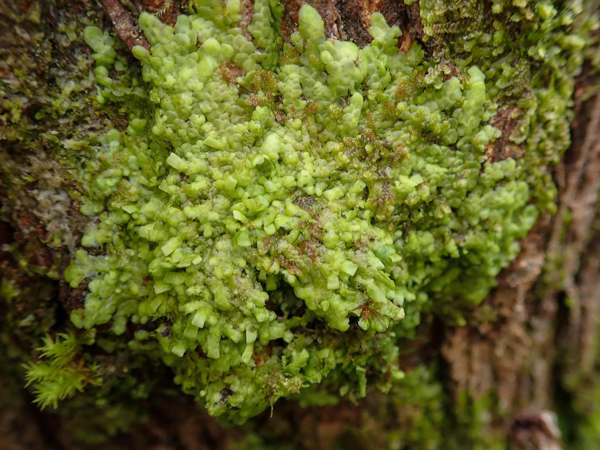 https://www.britishbryologicalsociety.org.uk/learning/species-finder/radula-complanata/