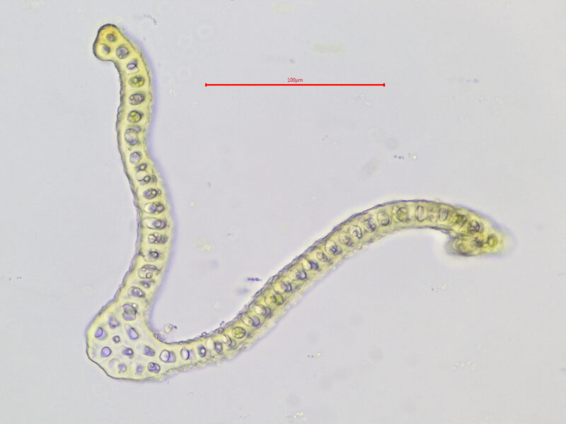 https://www.britishbryologicalsociety.org.uk/learning/species-finder/schistidium-strictum/