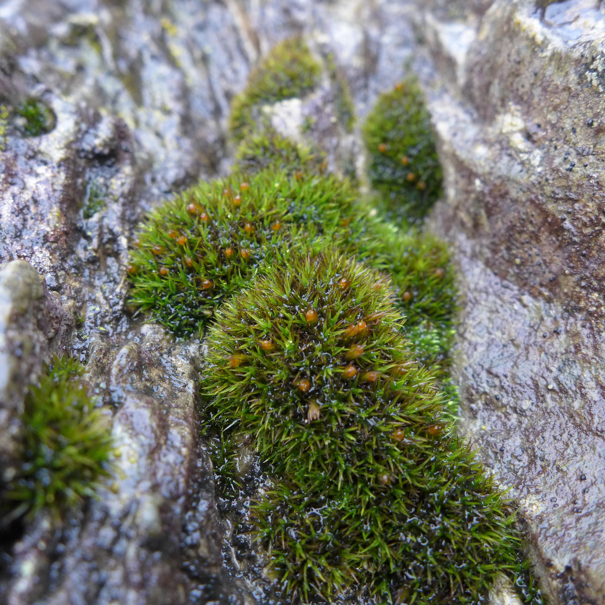 https://www.britishbryologicalsociety.org.uk/learning/species-finder/schistidium-maritimum/