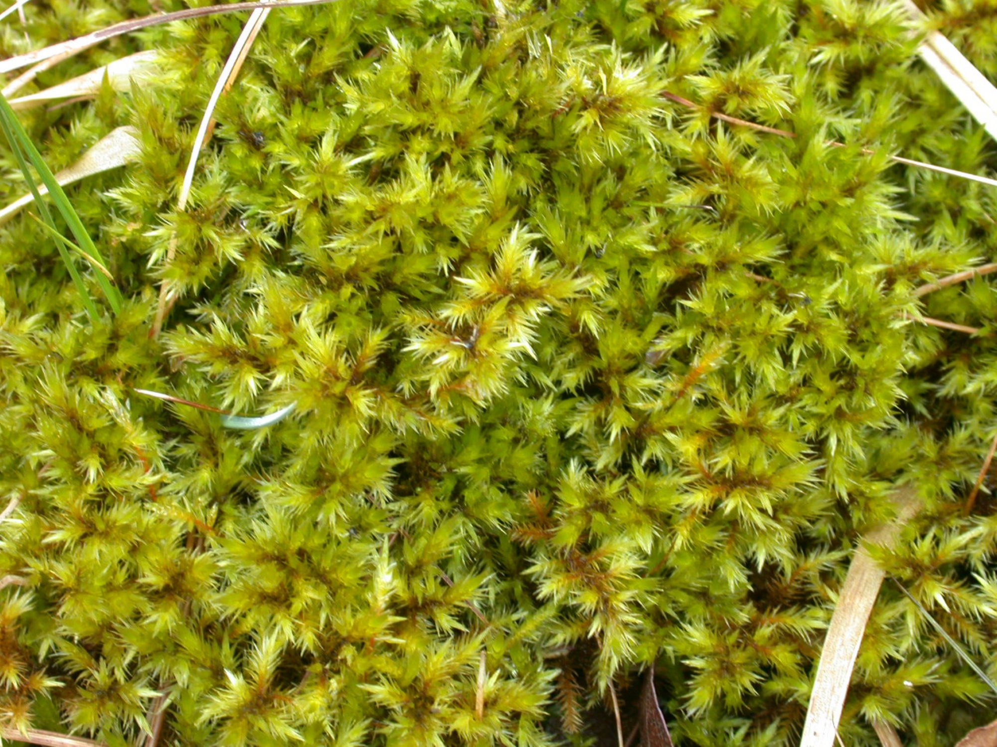 https://www.britishbryologicalsociety.org.uk/learning/species-finder/tomentypnum-nitens/